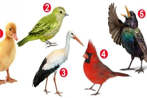 IZABERITE JEDNU PTICU SA FOTOGRAFIJE I SAZNAJTE SVOJE MANE I VRLINE: Psihološki test koji svakoga ŠOKIRA