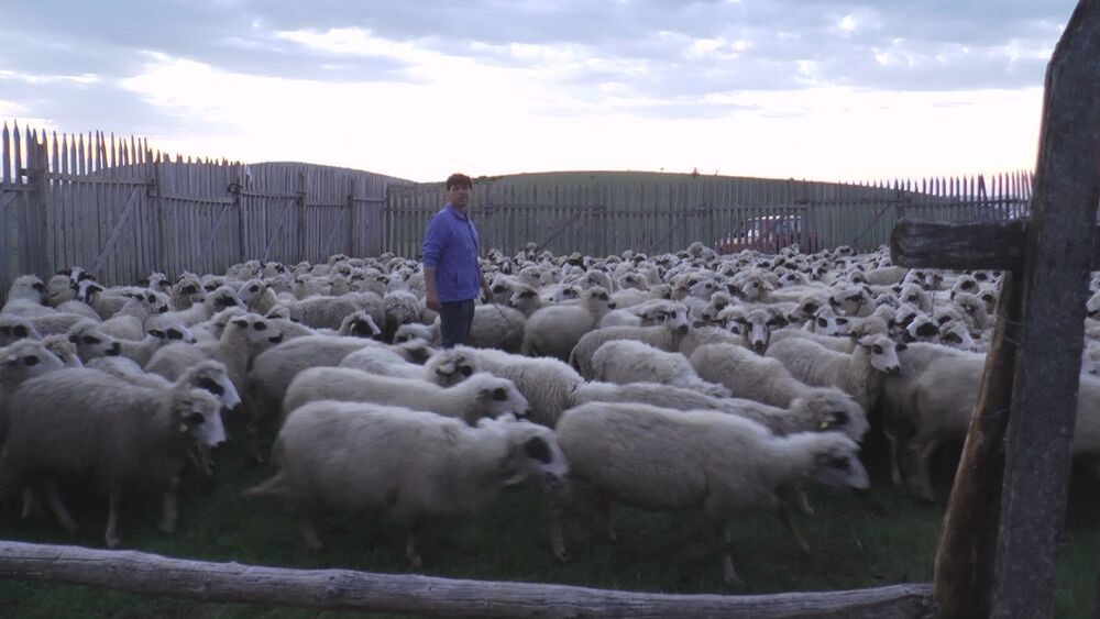 Куртагиќите го имаат најголемото стадо овци на Балканот