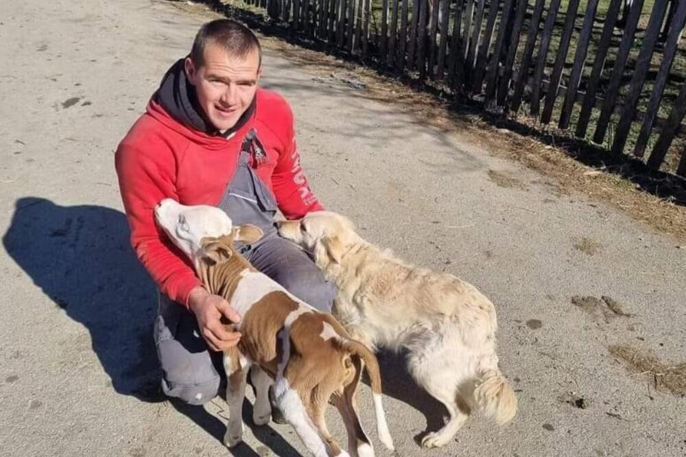 U SRBIJI OVO DO SADA NIJE VIĐENO: Rodio se SREĆKO, tele nedonošče - malo veći OD PSA, domaćinu SVI ČESTITAJU (FOTO)