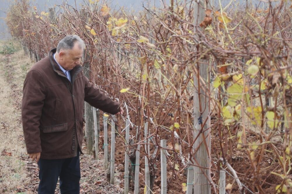 SRBIN PRAVI VINO KOJE SE SLUŽI U BIZNIS KLASI NA LETU ZA NJUJORK: Evo zbog čega ima VRHUNSKI KVALITET (FOTO)
