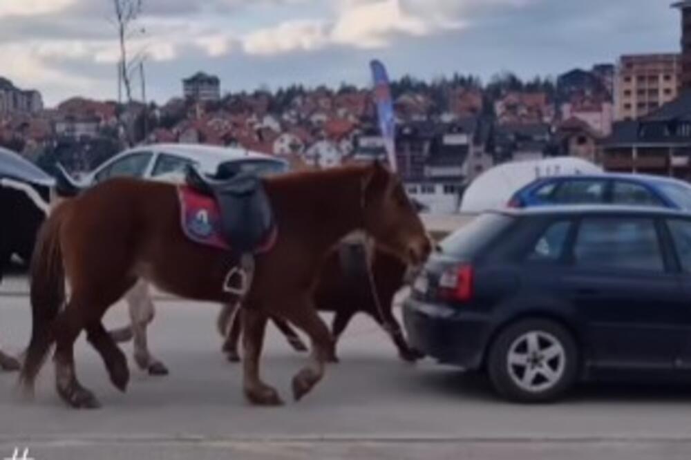 ŠOK SNIMAK SA ZLATIBORA! Da li je moguće da OVO radi jadnim konjima, ljudi POBESNELI! (VIDEO)