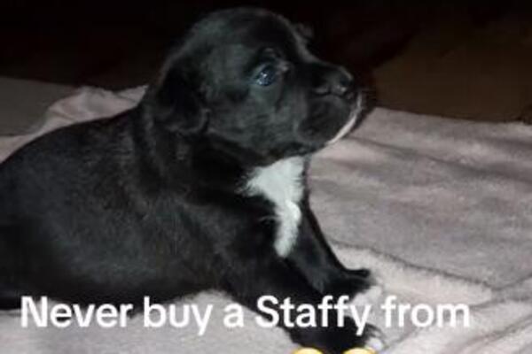 BIO JE UBEĐEN DA JE KUPIO STAFORDA, A KAD JE PORASTAO SVISNUO JE OD ŠOKA: Nikome nije jasno ŠTA JE OVO (VIDEO)