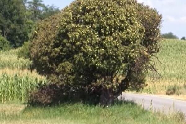 LEGENDA O UKLETOM DRVETU KOJE SE NALAZI U SRBIJI UTERUJE STRAH U KOSTI: Kažu da ko mu priđe blizu, pokosi ga SMRT