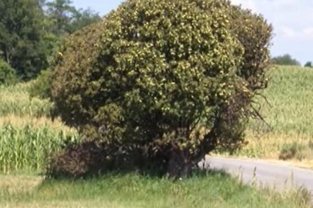 LEGENDA O UKLETOM DRVETU KOJE SE NALAZI U SRBIJI UTERUJE STRAH U KOSTI: Kažu da ko mu priđe blizu, pokosi ga SMRT