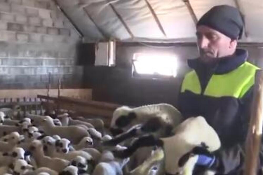 KURTAGIĆI SA PEŠTERI IMAJU NAJVEĆE STADO NA BALKANU: Dokazali kako se uz pošten rad može LEPO ŽIVETI (FOTO)