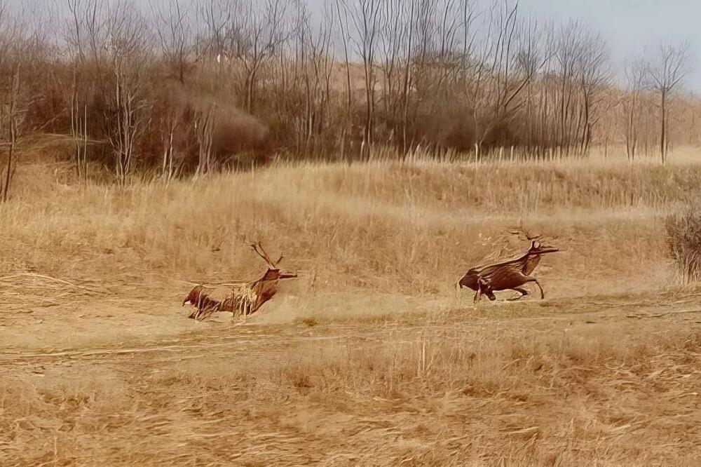 OVAKVE SCENE SE RETKO VIĐAJU, JEDNA SE DOGODILA KOD KOVINA! Predivne životinje trčkarale prirodom, prizor IZ BAJKE!