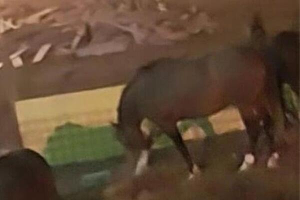 NEKOLIKO KONJA OTIŠLO U "SKITNJU": Slike iz Vinče koje će vas oduševiti (FOTO)