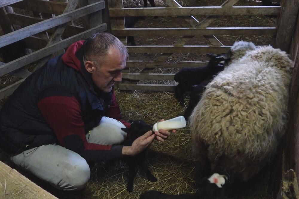 BELKA JE PRAVA REKORDERKA: Ova pitoma ovčica ojagnjila ŠEST JAGNJIĆA, ovan Dobrivoje patio jer nije bio pored nje