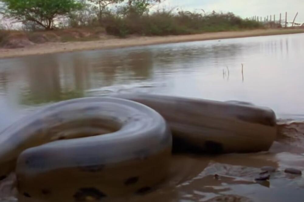 OVA ZVER MOŽE DA PROGUTA PLEN SAMO JEDNIM POGLEDOM: Zovu ga PRAVIM ČUDOVIŠTEM jedno je od NAJSTRAŠNIJIH BIĆA VIDEO