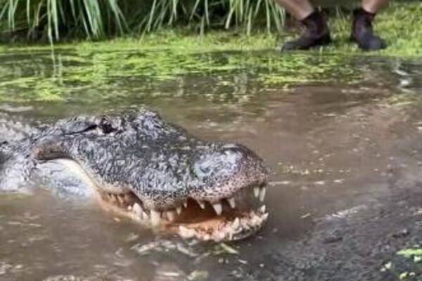 PRIŠAO ALIGATORU DOK JE SPAVAO U VODI, PA POČEO DA GA IZAZIVA: Reakcija OVE ZVERI je svima ZALEDILA KRV U ŽILAMA