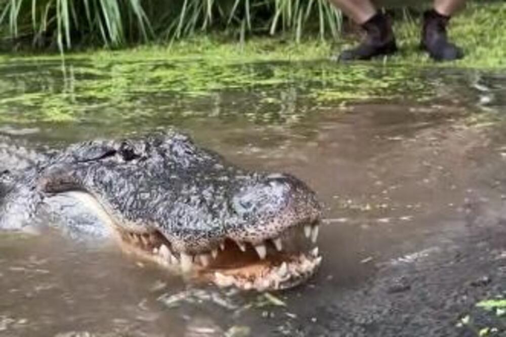 PRIŠAO ALIGATORU DOK JE SPAVAO U VODI, PA POČEO DA GA IZAZIVA: Reakcija OVE ZVERI je svima ZALEDILA KRV U ŽILAMA