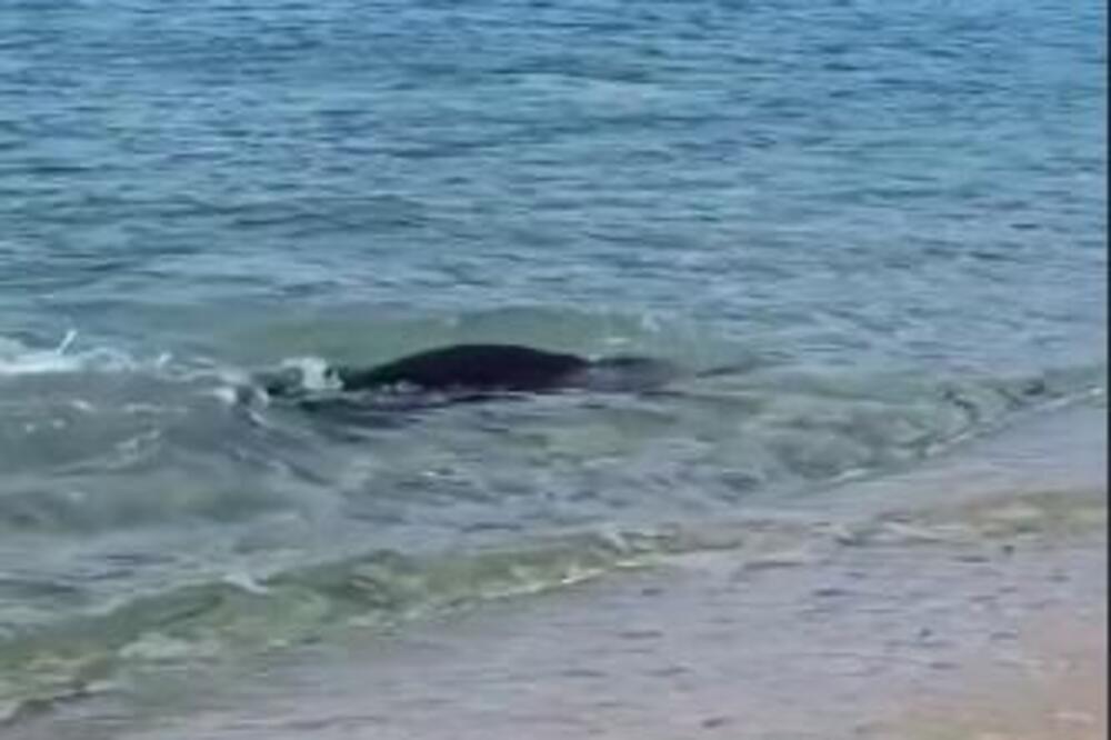 ŠTA JE OVO?! ČUDAN PRIZOR NA PLAŽI ŠOKIRAO ČAK I NAUČNIKE: Ovakvu ribu još niste videli, da se ONESVESTIŠ! (FOTO)