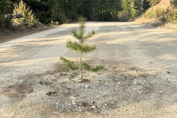 OVO SIGURNO NISTE NIKAD VIDELI: Meštani zasadili DRVO NASRED PUTA (FOTO)