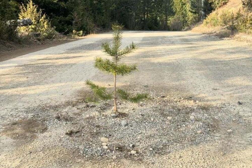 OVO SIGURNO NISTE NIKAD VIDELI: Meštani zasadili DRVO NASRED PUTA (FOTO)