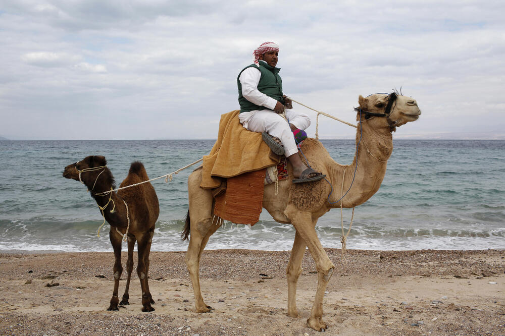 NIJE REČ O ŽENAMA! 20 "misica" izbačeno sa takmičenja LEPOTE KAMILA - veterinari u šoku, imale SILIKONE i BOTOKS