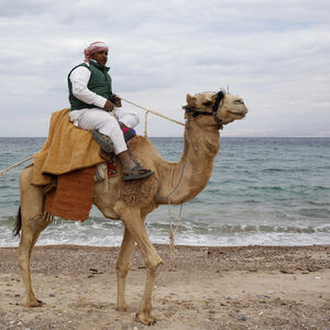 NIJE REČ O ŽENAMA! 20 "misica" izbačeno sa takmičenja LEPOTE KAMILA - veterinari u šoku, ŠTA SU VLASNICI UBRIZGALI?