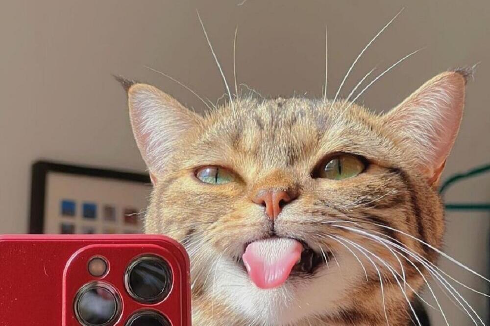 UDOMILI SU OVU PITOMU MAČKU, A ONDA JE KRENULA DA MAFIJA: Napravila je takvu HAVARIJU da su se KRSTILI TRI PUTA