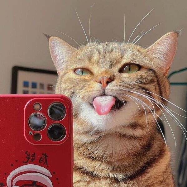 UDOMILI SU OVU PITOMU MAČKU, A ONDA JE KRENULA DA MAFIJA: Napravila je takvu HAVARIJU da su se KRSTILI TRI PUTA