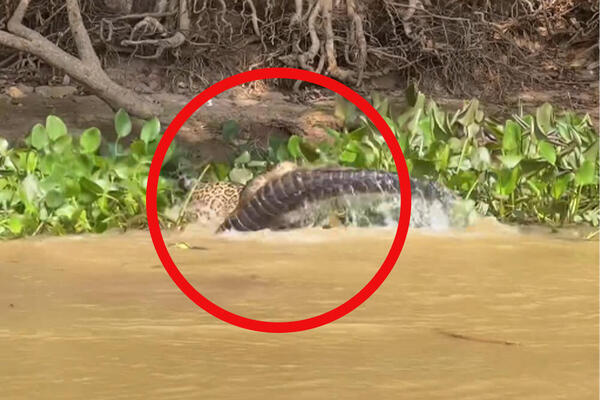 BRUTALNA BORBA OGROMNIH NEMANI ZABELEŽENA KAMEROM: U treptaj oka RASPORIO plen, ljudi ostali ZABEZEKNUTI (VIDEO)