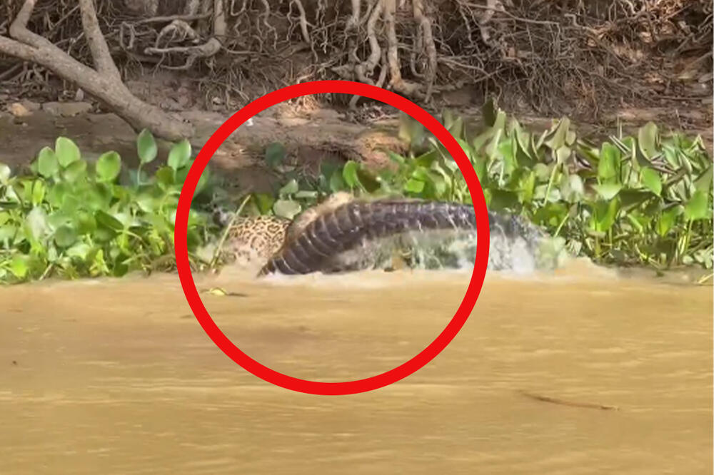 BRUTALNA BORBA OGROMNIH NEMANI ZABELEŽENA KAMEROM: U treptaj oka RASPORIO plen, ljudi ostali ZABEZEKNUTI (VIDEO)