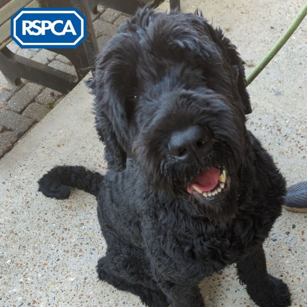 Barni posle šišanja