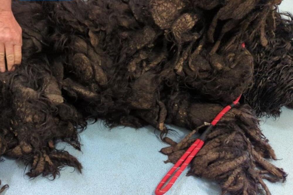 UGLEDALI SU KRZNENE GRUDVE, A ISPOD NJIH SE ČULO DISANJE: Kad su ih uklonili naišli su na NEVEROVATNO OTKRIĆE(FOTO)