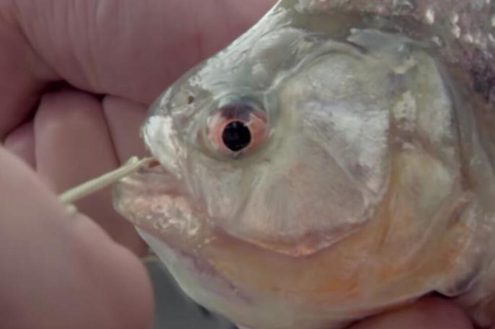 UHVATIO JE PIRANU I TESTIRAO DA LI MOŽE DA PREGRIZE ČELIČNU ŽICU: Nastao je zapanjujući snimak, gledajte ga samo