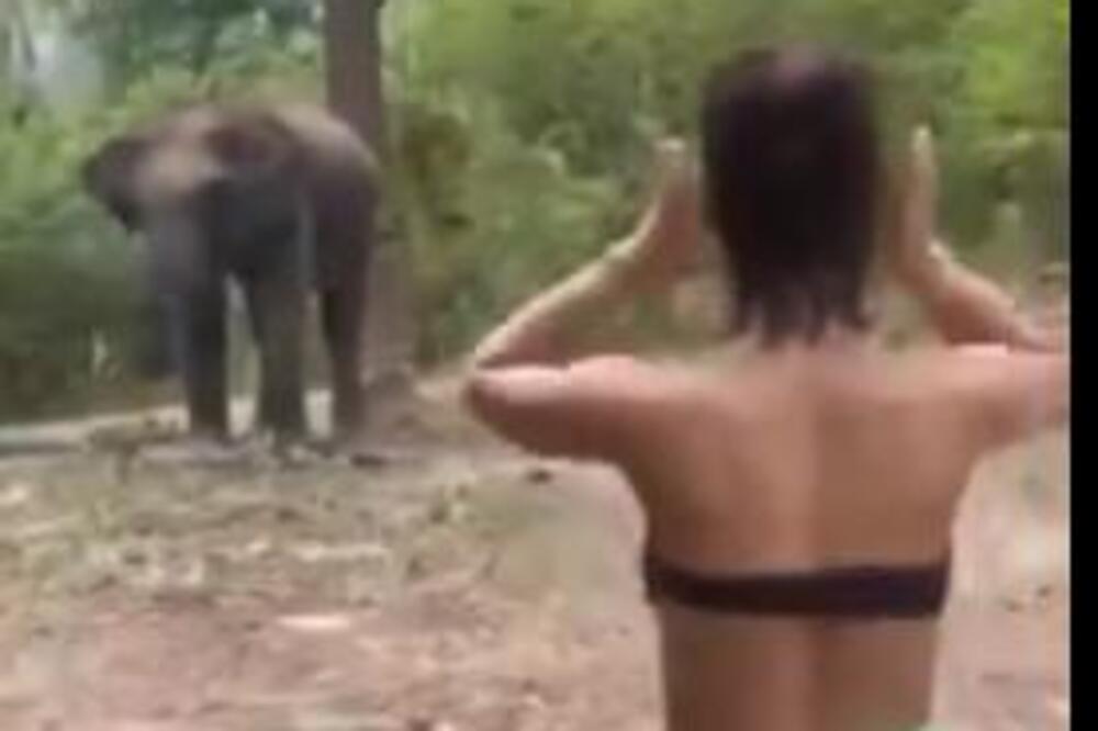 DEVOJKA U GRUDNJAKU PRIŠLA SLONU, A NIJE SLUTILA KAKO ĆE ODREAGOVATI: Zbog onog što je uradio SURLOM odmah POBEGLA