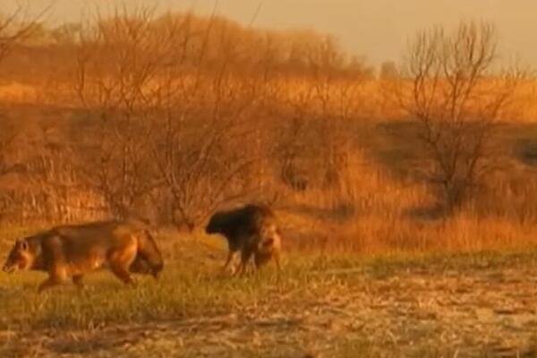 OPASAN PREDATOR U EKSPANZIJI: U Srbiji ga ima sve više i sve je OPASNIJI, a evo čime se hrani!