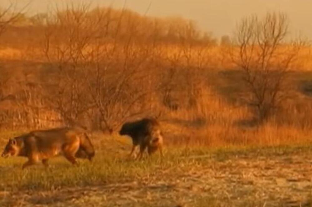 OPASAN PREDATOR U EKSPANZIJI: U Srbiji ga ima sve više i sve je OPASNIJI, a evo čime se hrani!