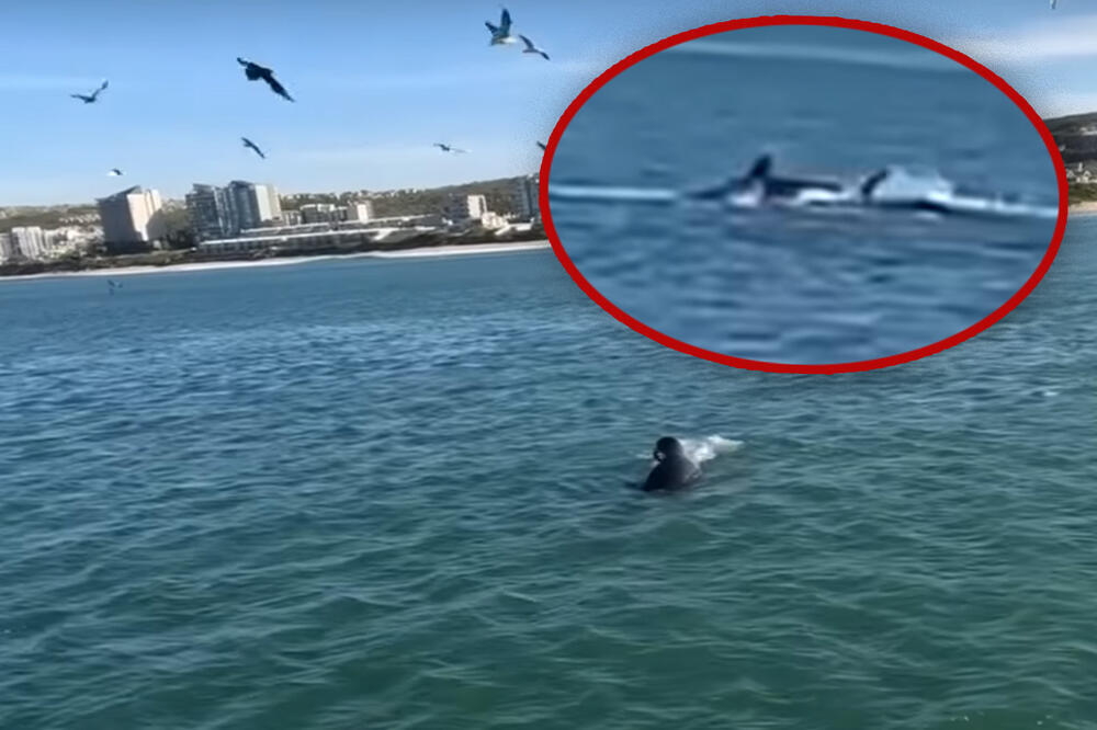 "Završio kitu u ustima, osetio veliki udarac pa video totalni mrak": Majkla je progutao kit!