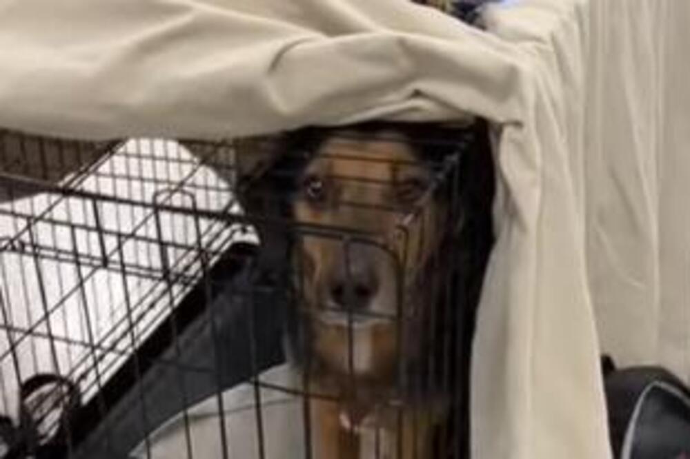 OVE TUŽNE OKICE OBIŠLE SU CEO SVET: Nema osobe koja je ostala IMUNA na ovaj POGLED, video će vas RASPLAKATI