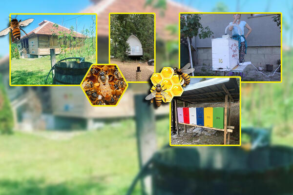 ZAMISLITE DA STE U SOBI SA 500.000 PČELA: Dragomirov centar nudi NEOBIČNU TERAPIJU koja leči "MODERNU BOLEST"