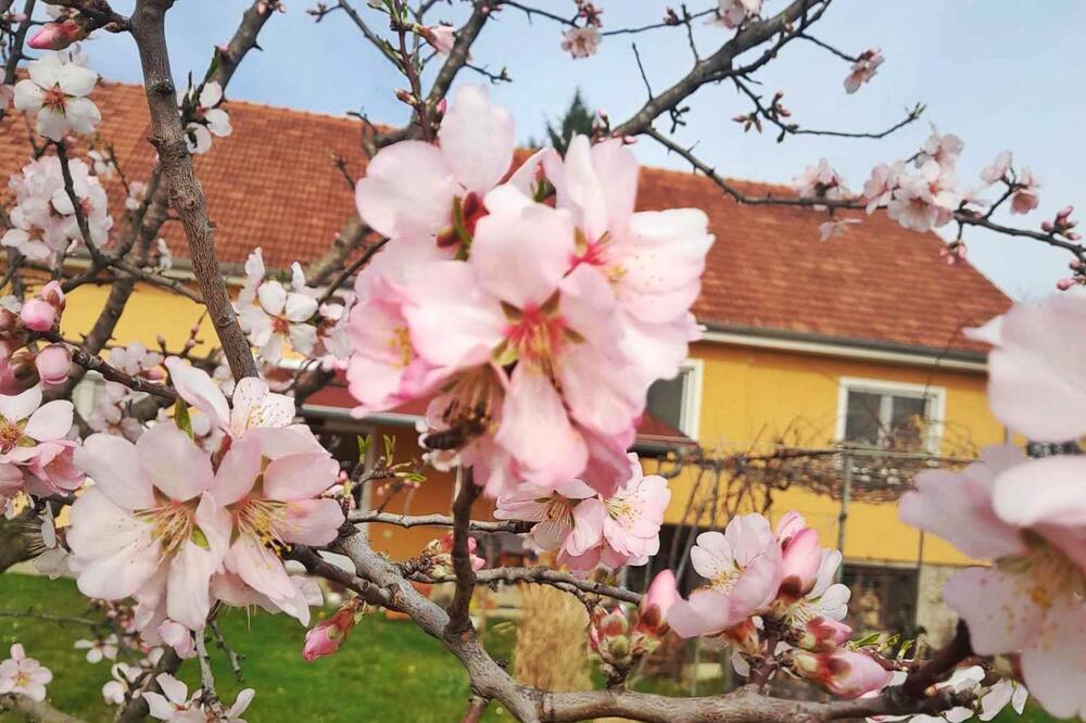 PROCVETAO PRVI VESNIK PROLEĆA: Lepota ostavlja bez daha, ali domaćicu Veru brine JEDNA STVAR (FOTO)