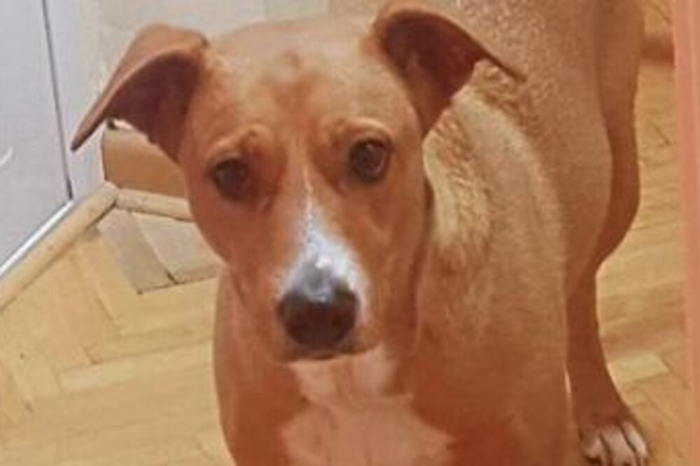 POSTOJI OZBILJAN RAZLOG ZAŠTO NE TREBA BUDITI PSA DOK SPAVA: Pretrnućete kad vidite šta se može DESITI