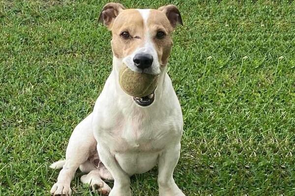 NIKOLA DAJE 100.000 DINARA ONOME KO PRONAĐE LOKIJA: Džek rasel terijer nestao u Lajkovcu (FOTO)