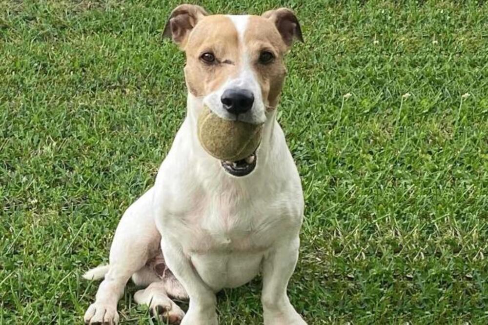 NIKOLA DAJE 100.000 DINARA ONOME KO PRONAĐE LOKIJA: Džek rasel terijer nestao u Lajkovcu (FOTO)