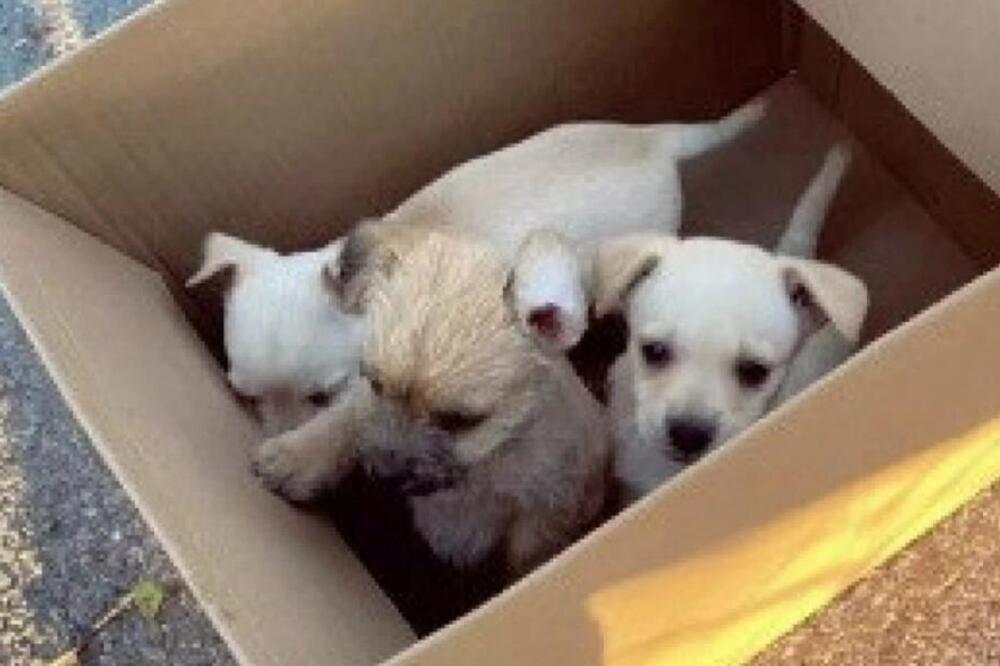 OVAJ POTEZ RASPLAKAO JE SVE LJUDE NA INTERNETU: Potraga za nestalim štenetom koja ima FILMSKI završetak (VIDEO)