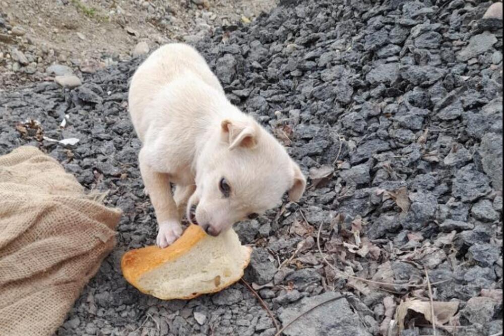 MONSTRUMI ODSEKLI REP ŠTENETU PA GA OSTAVILI PORED GRADSKE ČESME U ŠANCU KOD KRUŠEVCA: Sada mu treba dom (FOTO)