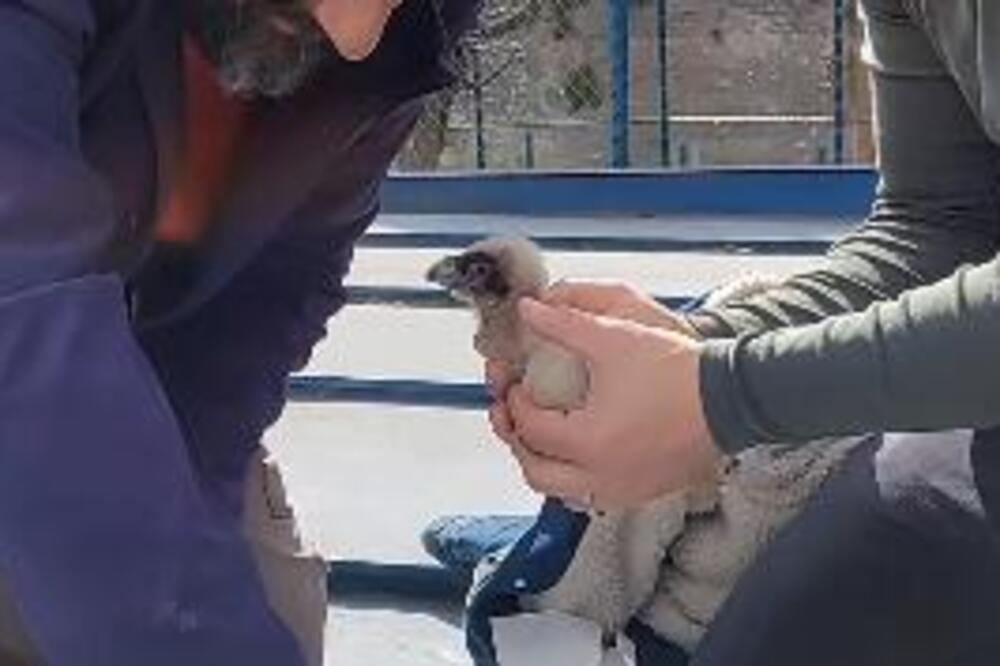 U BEO ZOO VRTU SE IZLEGLO PRESLATKO MLADUNČE VEOMA OPASNE PTICE: Pogledajte ga samo (VIDEO)