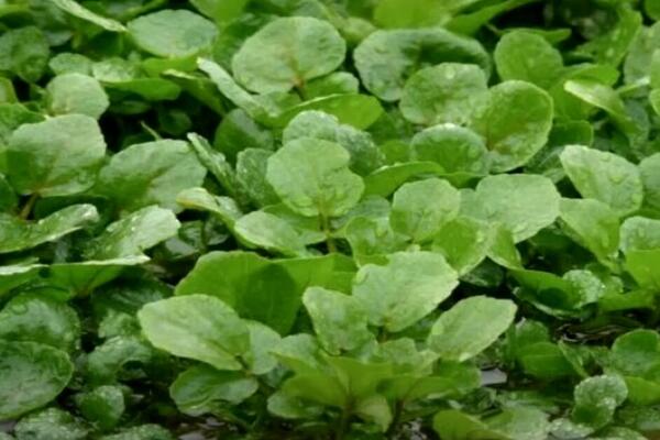 Ova biljka je jedna od najzdravijih, a Srbi beže od nje! Čisti krv i jača srce, a gledaju na nju kao na otrov