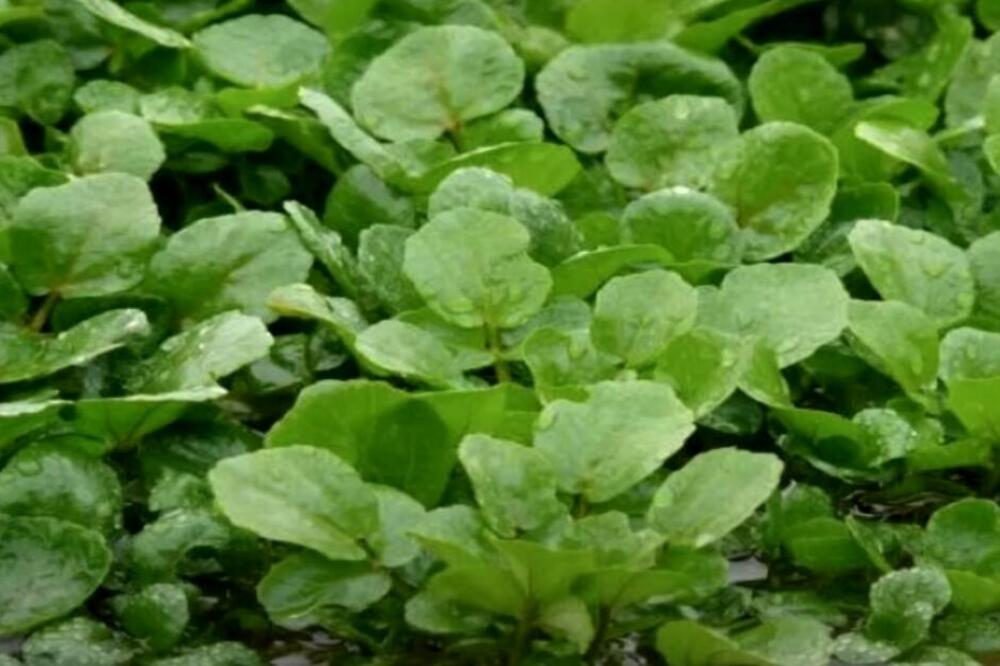 OVO JE NAJZDRAVIJA BILJKA KOJA SPREČAVA BOLESTI I RASTE U SRBIJI: Sportiste štiti od POVREDA, svako želi da je IMA