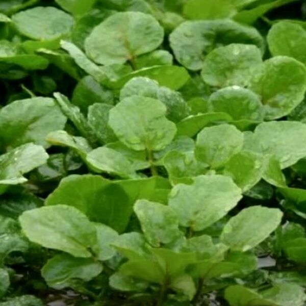 Ova biljka je jedna od najzdravijih, a Srbi beže od nje! Čisti krv i jača srce, a gledaju na nju kao na otrov