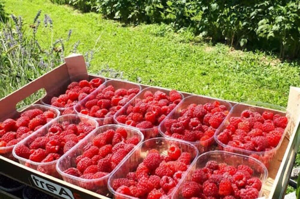 DANAS U PODNE ĆE SE ZNATI SVE O OTKUPNOJ CENI MALINE: Malinari ne odustaju od ove brojke