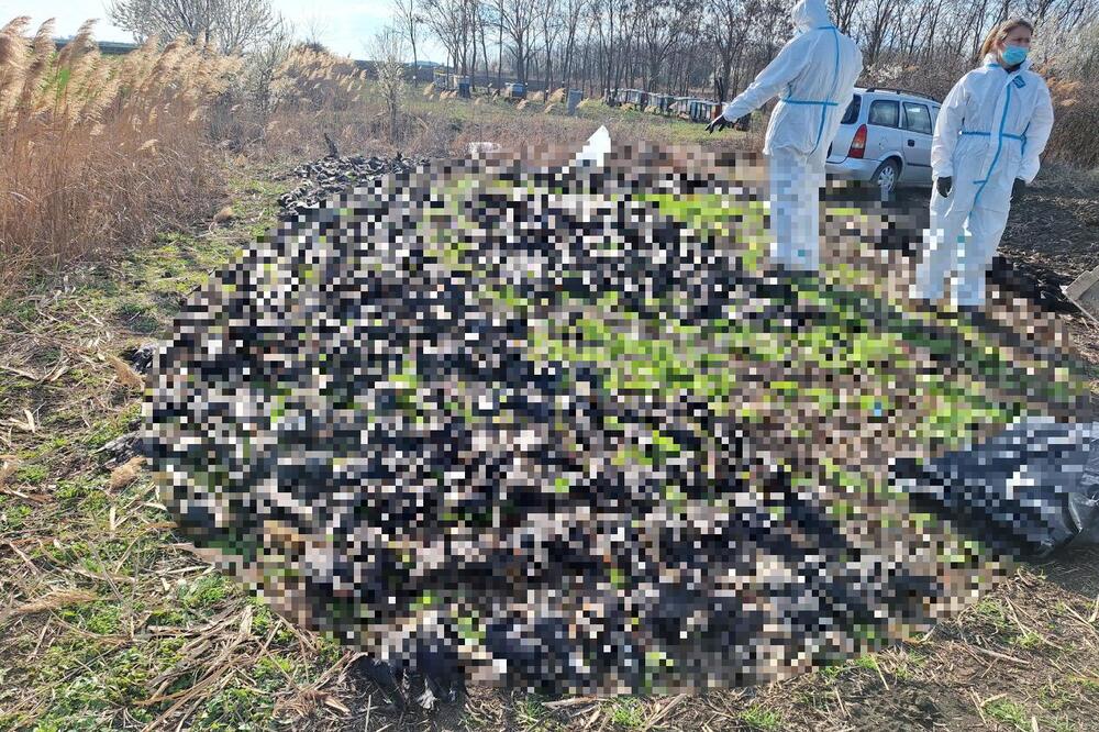 800 PTICA I 19 SRNA PRONAĐENE MRTVE NA ORANICAMA KOD KIKINDE: Sumnja se da je ovo uzrok tužnog prizora (FOTO)