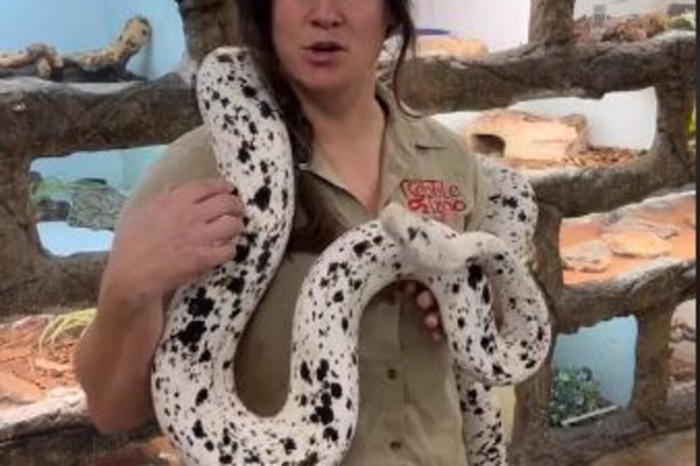 ŽENA DRŽALA U RUKAMA PITONA VELIKOG KAO KRAVA, A KAD JE REKLA KOM RODU PRIPADA ZANEMELI SU: Njegova koža je JEZIVA