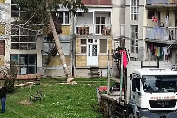 DRAMA U PRIBOJU: Drvo se naslonilo na zgradu (FOTO)