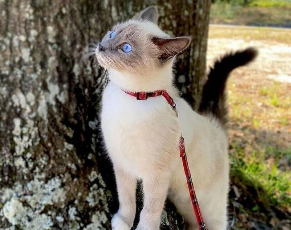 Možda su mačke jednostavno iznenađene pojavom i prisustvom novog objekta koji nisu očekivale iza svojih leđa.