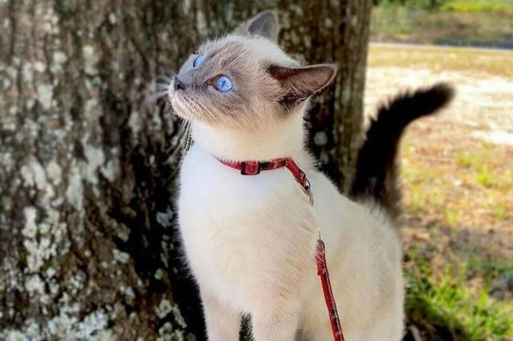 DA LI ZNATE DA OVAJ DIVAN CVET U BAŠTI MOŽE BITI OTROVAN ZA VAŠU MAČKU: Ako ga je pojela brzo je vodite VETERINARU