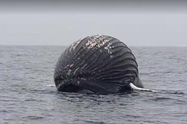 PRIBLIŽILI SE DA VIDE ŠTA PLUTA, A ONDA BEŽALI GLAVOM BEZ OBZIRA: Norveški ribari naleteli na horor (VIDEO)